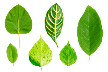 set of green leaf isolated on white background