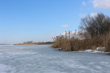 Dry reeds and trees are on the shore of a lake covered with ice