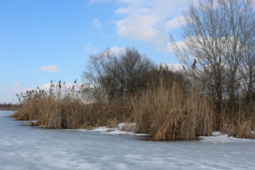 Dry reeds and trees are on the shore of a lake covered with ice