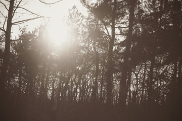 forest of evil after the fire