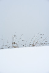 Field grass in winter