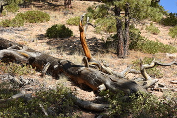 Trees in bryce canyon in the united states of america