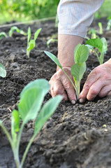 gardener's hands planting a cabbage seedling in the vegetable garden,selective focus, vertical composition