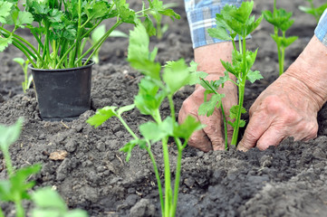 gardener's hands planting a celery seedling in the vegetable garden