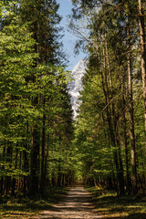 Green forest.Beautiful nature for the tourist.Colorful morning view of the Bavarian Alps on the border of Austria