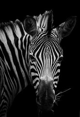 Fototapeta na wymiar Zebra fine art portrait