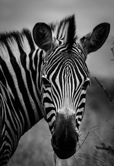 Fototapeta na wymiar Zebra fine art portrait