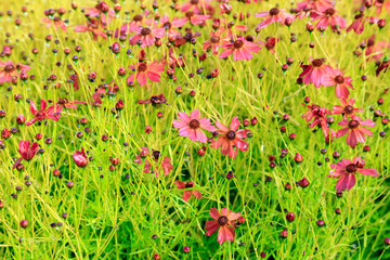 Flowers in the park
