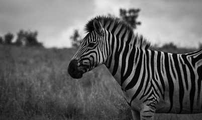 Fototapeta na wymiar zebra portrait