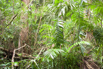 Plants and trees in the jungle of Tikal, Guatemala