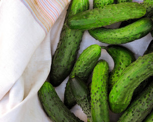 Cucumbers in a box. Copy space. Cucumber harvest. Many green cucumbers. Healthy Organic Green Cucumber pictures in basket. Cucumber background(harvest). Selective focus. Farmer's food.top view.