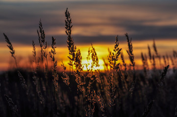  In the field, against the setting sun