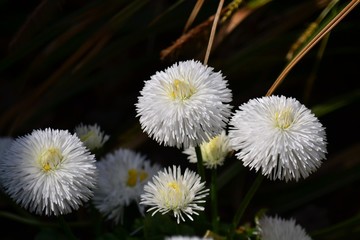White bellis perennis