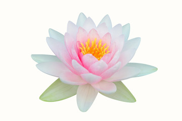 Water lily isolated on white background.