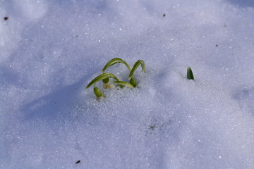 Galanthus nivalis, the snowdrop or common snowdrop in the snow