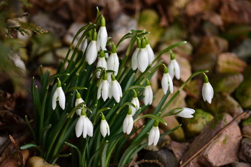 Galanthus nivalis, the snowdrop or common snowdrop