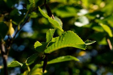 Ostrya carpinifolia - Europäische Hopfenbuche, Gemeine Hopfenbuche