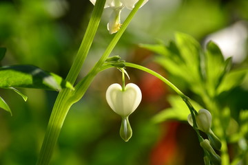 Lamprocapnos spectabilis (Dicentra spectabilis) "Alba'