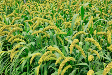 foxtail millet