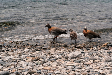 ducks in the water stones beach coast nature