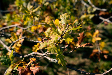 Quercus robur Pendula - Stieleiche