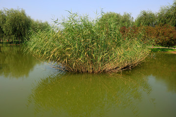 Obraz premium reeds in the pond