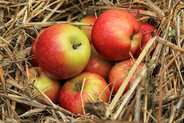 apples in a basket
