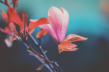 Blossoming magnolia flowers. Springtime. Vintage natural flowers background © vvvita