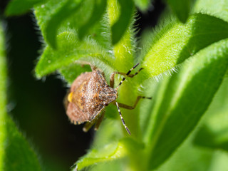 Shieldbug on a leaf