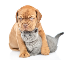 Cute mastiff puppy embracing kitten. isolated on white background