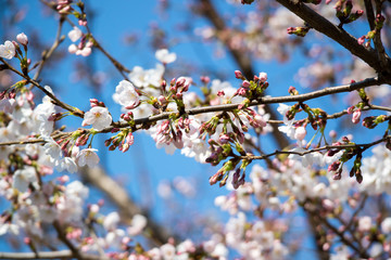 Cherry Blossoms in Osaka, Japan / 桜