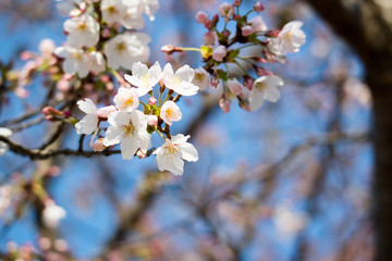 Cherry Blossoms in Osaka, Japan / 桜