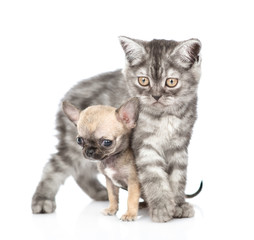 Tabby kitten embracing tiny chihuahua puppy. Isolated on white background