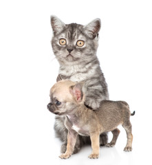 Young cat hugging tiny chihuahua puppy. Isolated on white background