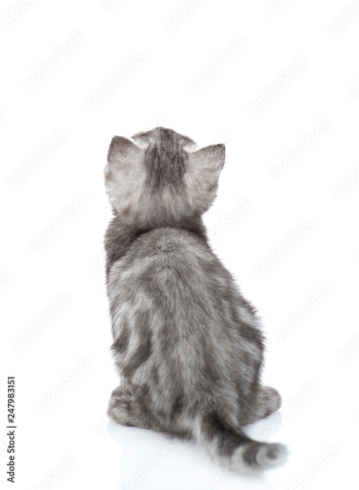 Poster scottish kitten in back view looking up. isolated on white background