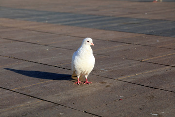Dove walking on the ground