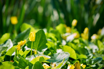 Beautiful flowers lesser celandine, grow in the meadow