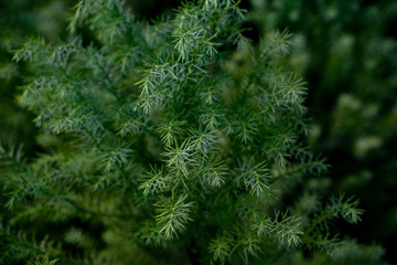 Cryptomeria japonica - Japanische Sicheltanne, Japanische Zeder
