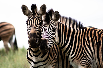 Zebra Couple