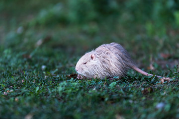 Wild albino nutria (coypu) holding a grass in a paw.