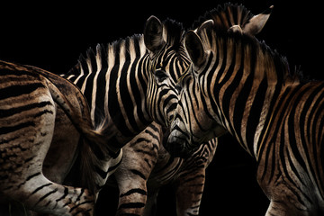Fototapety  Black zebra herd