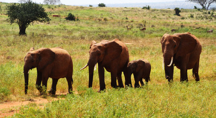 Naklejka na ściany i meble Group of elephants walking, Kenya, Africa