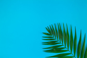 Obraz premium Tropical palm leaves on color paper background