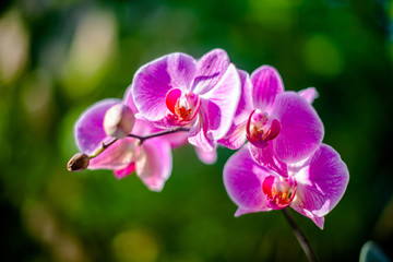 Naklejka na ściany i meble Purple Orchid branch on green natural background