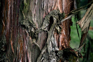Cryptomeria japonica - Japanische Sicheltanne, Japanische Zeder