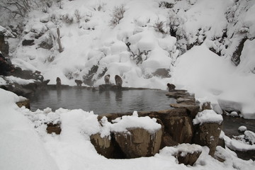 Monkey in Nagano Prefecture of Japan