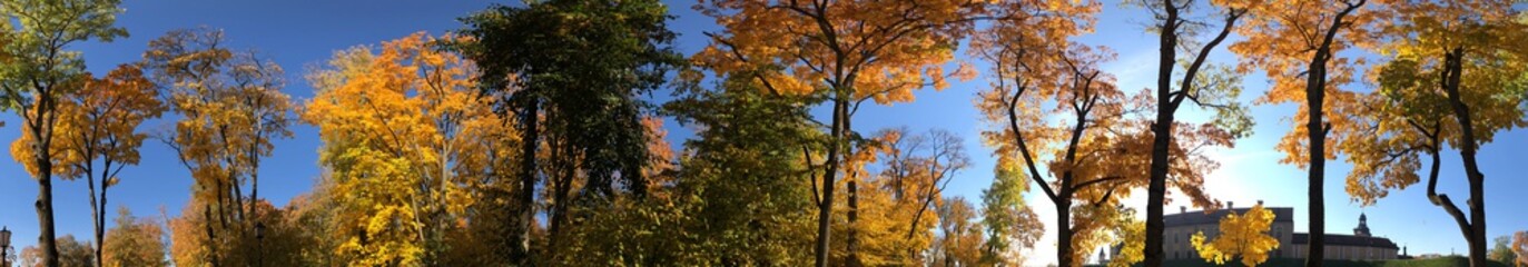 Fototapeta premium autumn in the forest