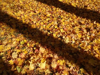 autumn leaves in the forest
