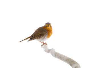 European robin (Erithacus rubecula) on a branch isolated