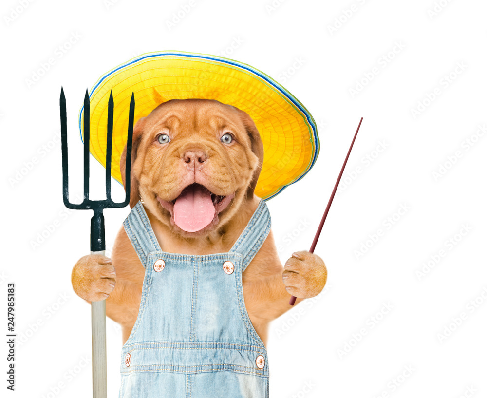 Poster Funny puppy farmer in summer hat with pitchfork pointing on empty space. isolated on white background